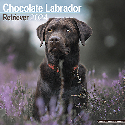 Labrador Chocolate Calendar 2024 (Square)